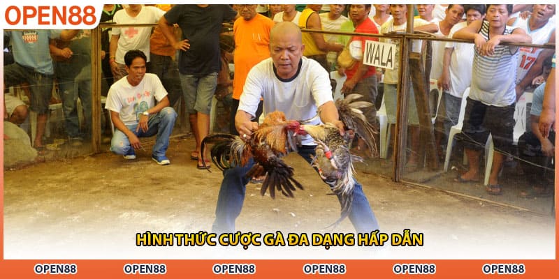 Hình thức cược gà đa dạng hấp dẫn